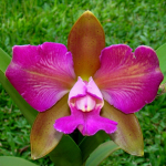 Cattleya leopoldii